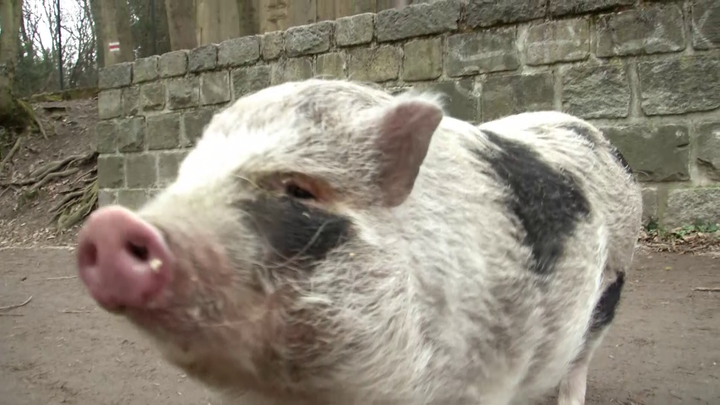 Miláčikovo - Prasiatko Roxanka